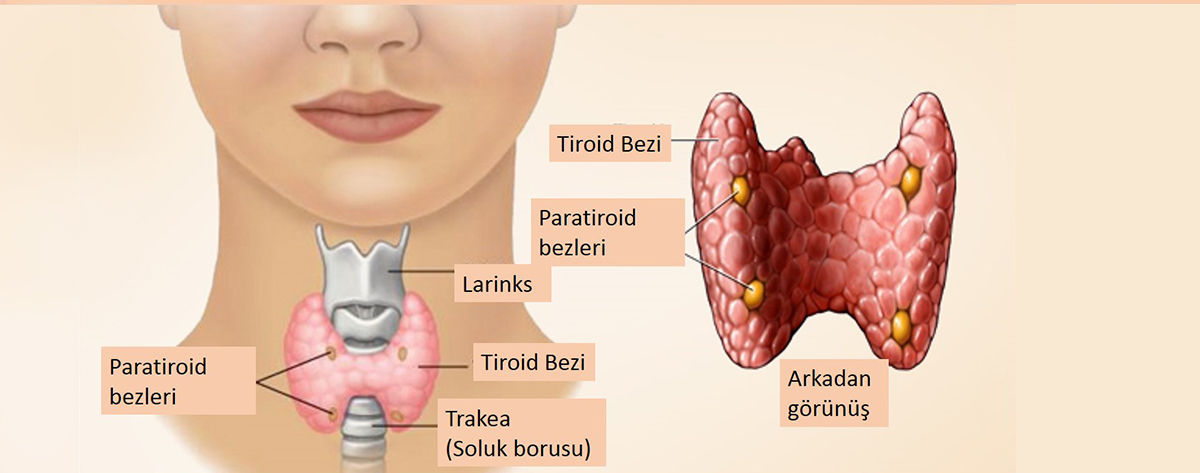 Bariatrik Cerrahi ve Tiroid Sorunları